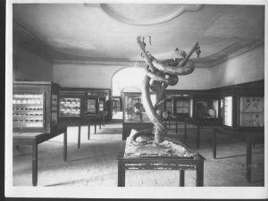 Una sala del Museo di Storia Naturale nell&#039;antica collocazione nell&#039;ex monastero delle  Martiri